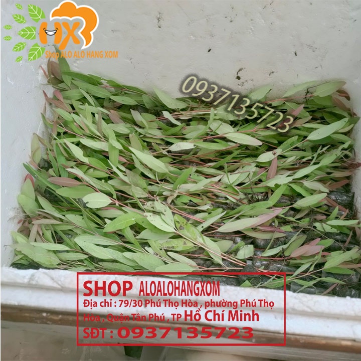 Combo 50 cây bạch đàn cao sản -cây giống
