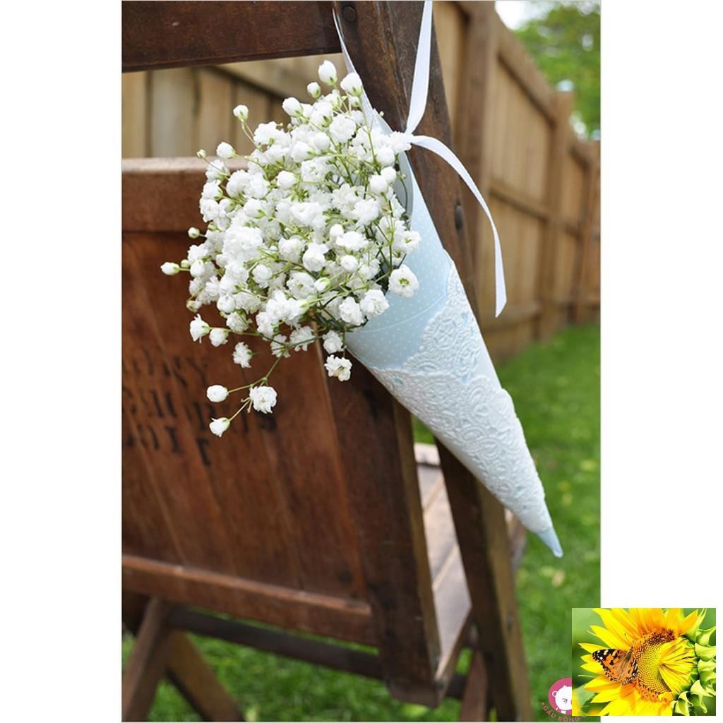 HẠT GIỐNG HOA BABY TRẮNG dễ trồng gói 50 Hạt