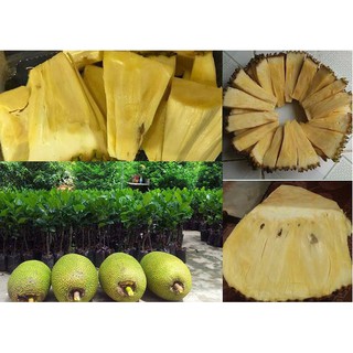 cây giống mít không hạt cao m2