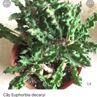 Cây Euphorbia decaryi (nhân sâm) đẹp lạ, dễ chăm