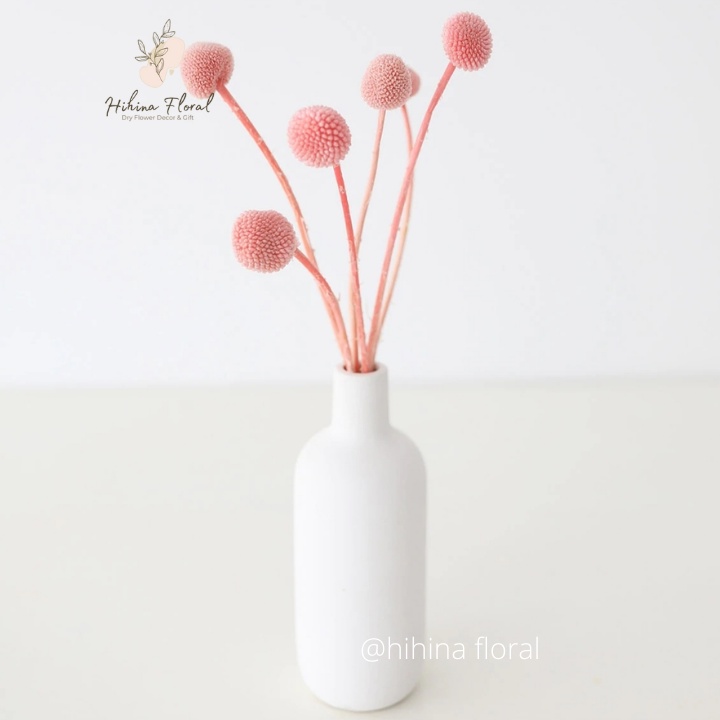 Hoa Khô Billy Ball Cúc Nút Áo Khô Decor Trang Trí, Chụp Ảnh Sản Phẩm