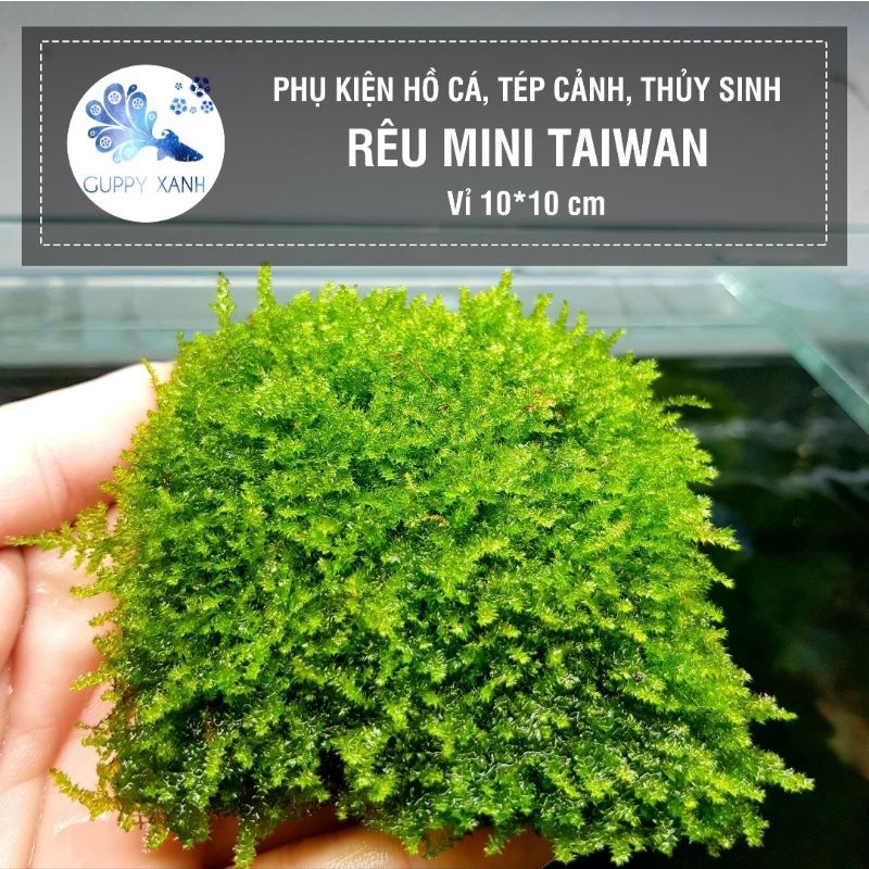 Rêu mini taiwan, up fiss, flame, wepping lá nước. Các dòng rêu dán lũa bonsai
