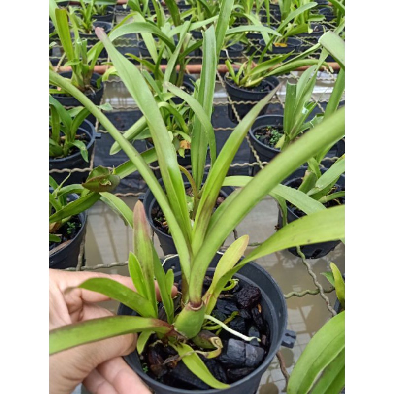 Hoa lan : VŨ NỮ HW