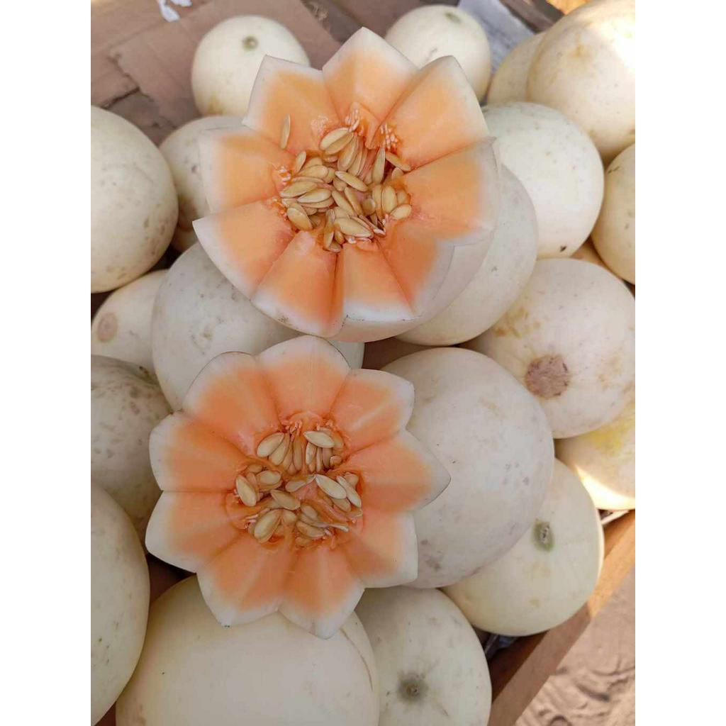 Hạt giống dưa lê thái, dưa lê trắng ruột cam nảy mầm 100%