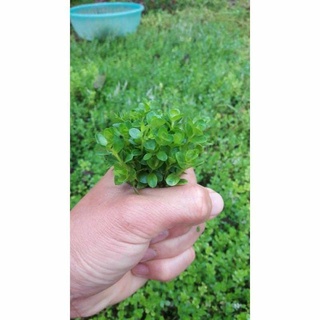 Vẩy ốc xanh bò, cây thủy sinh lá cạn
