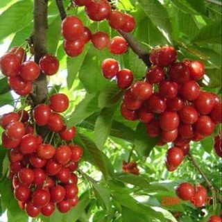 [Xả - Cắt Lỗ ] Cherry Anh Đào ( Cherry Mỹ)