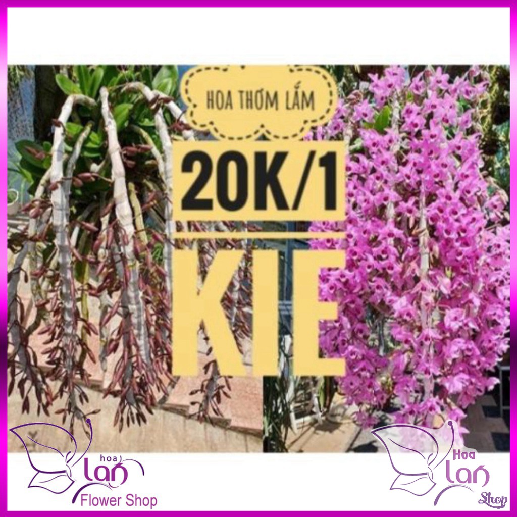 Phong lan trầm rừng tím siêu rẻ
