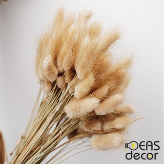 Ngọn cỏ lau - Chụp ảnh  đồ ăn, thức uống, mỹ phẩm, trang sức, quần áo - Ideas Decor