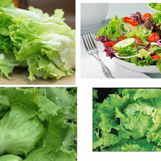 Hạt xà lách Minetto - gói 2 gram