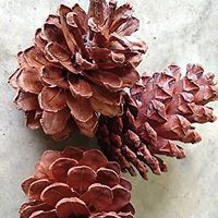 1kg Trái thông khô nhỏ