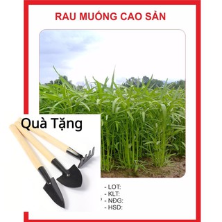 Hạt Giống Rau Muống Cao Sản 20gr A 1. Tặng Bộ Dụng Cụ Mini Trồng Cây Tặng Bộ Dụng Cụ Mini Trồng Cây