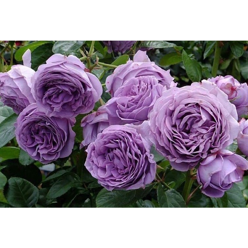 Hoa Hồng blue storm tím đẹp