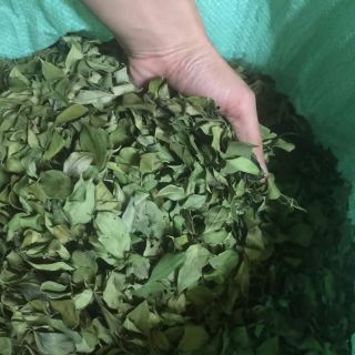 Combo 1 kg lá găng phơi khô giòn