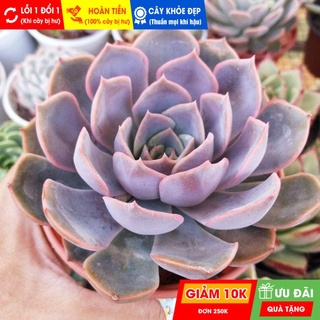 Sen đá Liên Đài Hồng 10 - 12cm, đã thuần khí hậu nóng, khoẻ đẹp, hoàn tiền khi cây bị hư hoặc lỗi