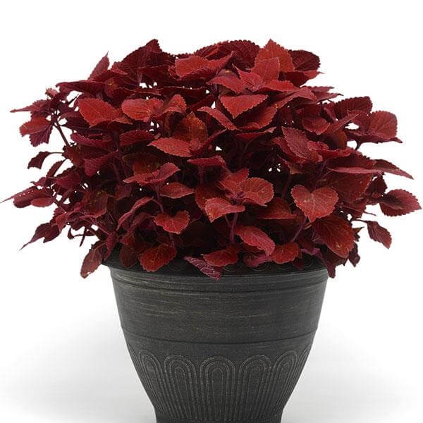 Cây Coleus scutellarioides Ruby Slippers (Lá Gấm Ruby Slippers) chậu nhựa 10cm