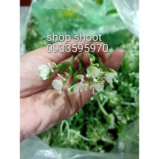 Cỏ điểm ký- điểm hoa mùi trắng