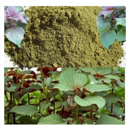 Bột tía tô nguyên chất [500G]