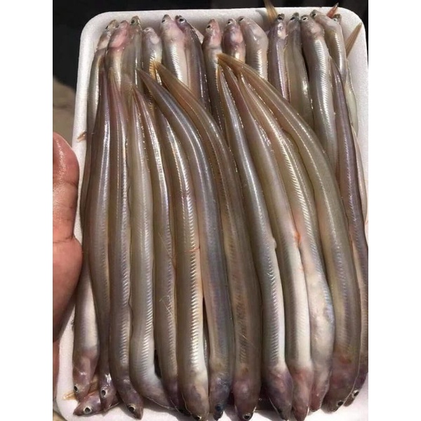55k 500gr Cá Sùn Sịn Tươi(giao nhanh TP HCM)