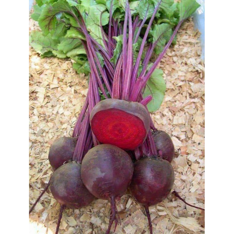 HẠT GIỐNG CỦ DỀN - GÓI 5 GRAM