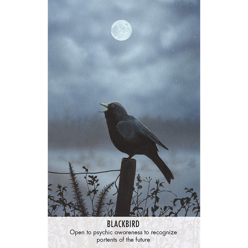 Bộ Bài Bird Messages Cards (Mystic House Tarot Shop) - Bài Gốc Authentic Chính Hãng 100%