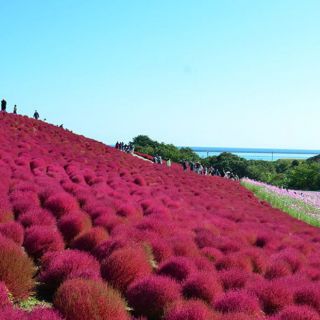HẠT GIỐNG CỎ ĐỔI MÀU ( KOCHIA) 100 HẠT
