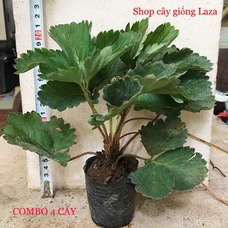 Combo 5 Cây Dâu Tây Chịu Nhiệt tặng phân bón và kích rễ