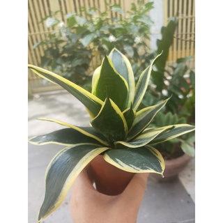 Cây lưỡi hổ Thái (viền vàng, mini, bạch kim)
