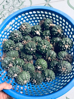 Xương rồng aster nudum