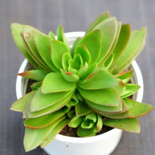 Sen đá tứ phương chậu 9cm (ngẫu nhiên)