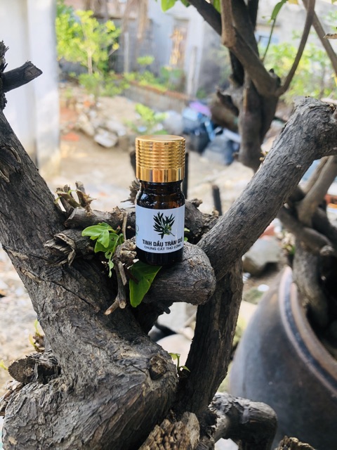 TINH DẦU TRÀM GOLD • MẸ VUI, BÉ KHOẺ | Mamy Gold