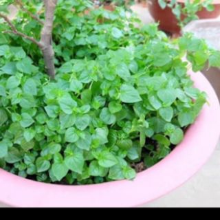 cây giống rau càng cua