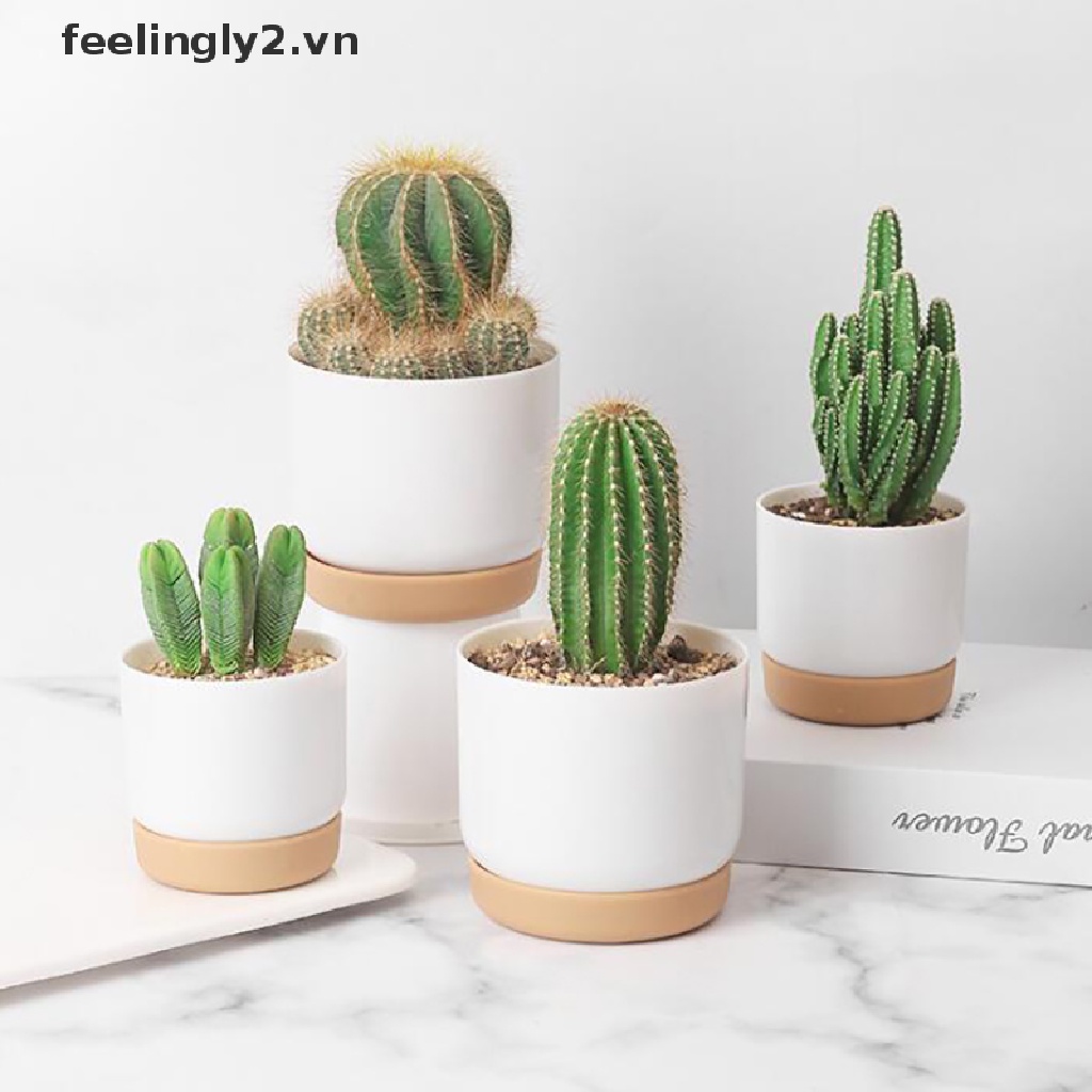 Chậu Hoa Sen Đá 2 Lớp Cỡ Nhỏ Xinh Xắn