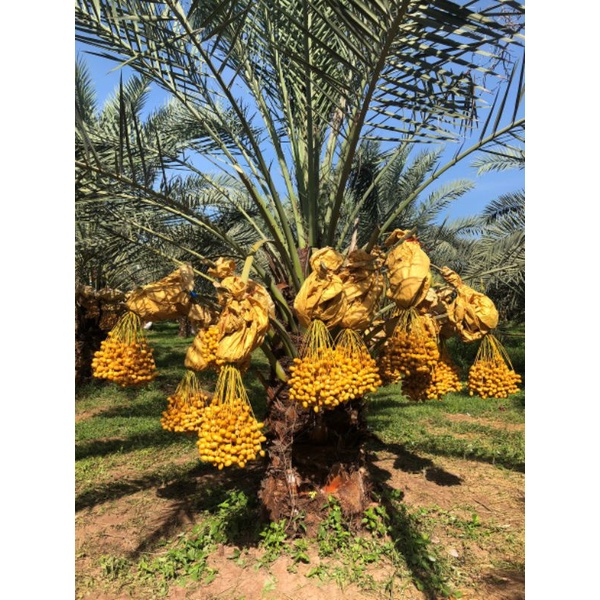 Cây Chà Là Barhee