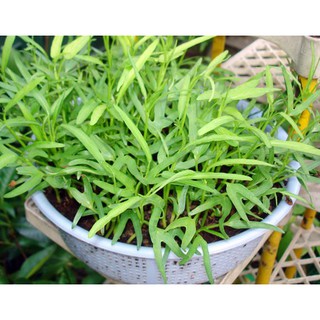HẠT GIỐNG RAU MUỐNG 1kg - Rau củ quả trồng tại vườn, sân thượng, nông trang, ban công