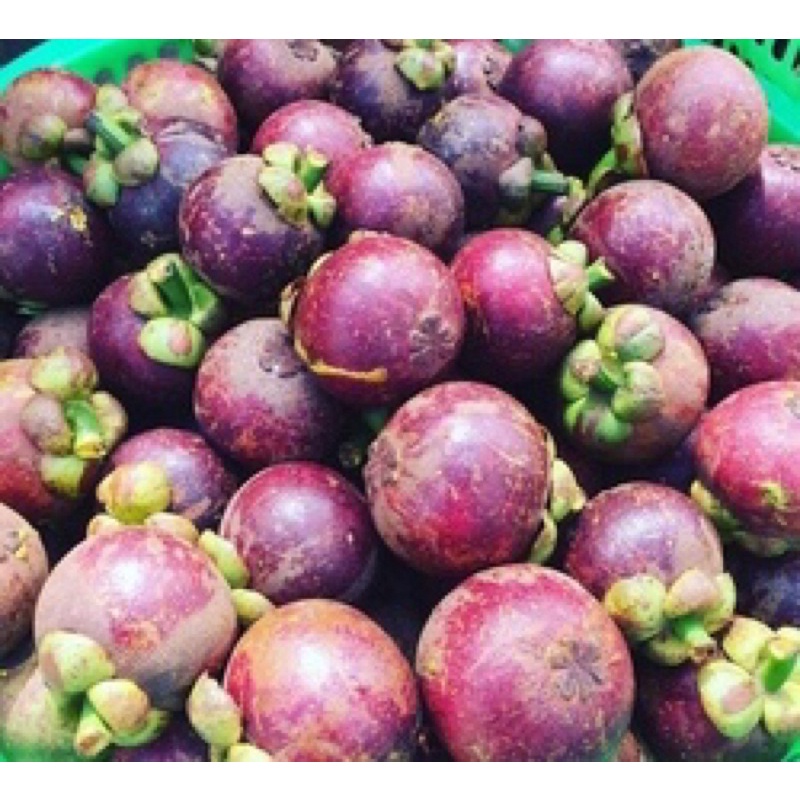 Măng Cụt Trái To Lái Thêu
