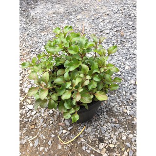 Chậu cây giống rau dền Nhật - cải Xoong Nhât- giống rau bổ dưỡng cực dễ trồng - Trang Flower