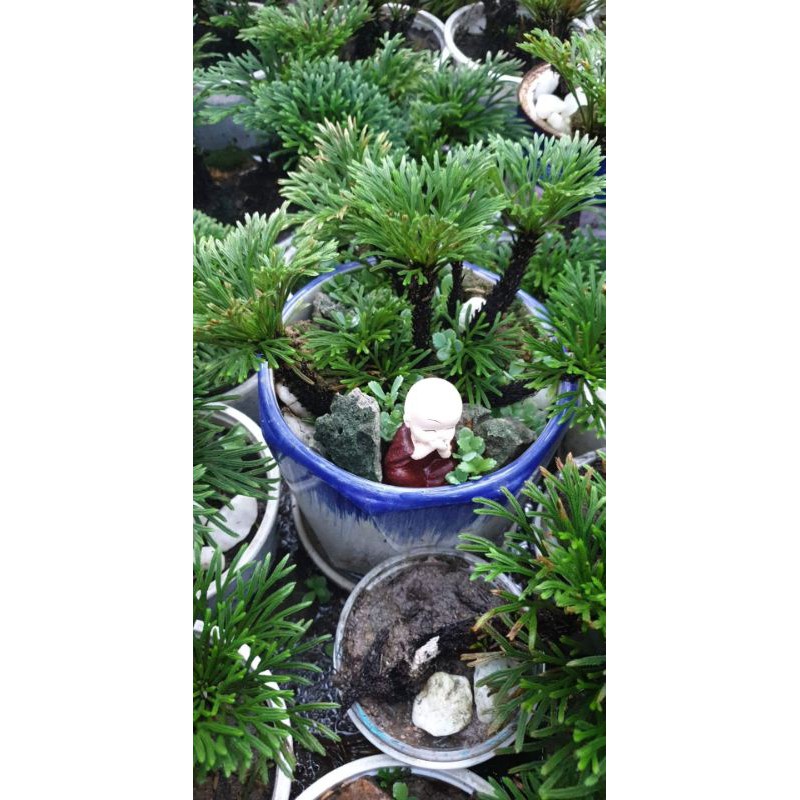 Cây Trường sinh thảo kiểng bonsai, công dụng diệu kỳ trong y học