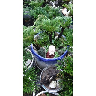 Cây Trường Sinh Thảo kiểng bonsai dáng đẹp