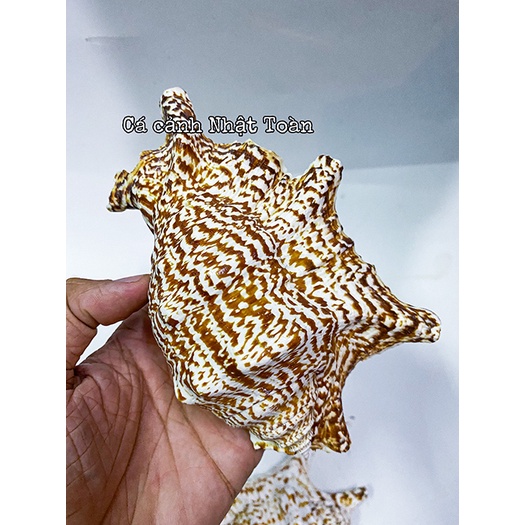 VỎ ÓC, SÒ TRANG TRÍ BỂ CÁ CẢNH SIZE TO HƠN BÀN TAY