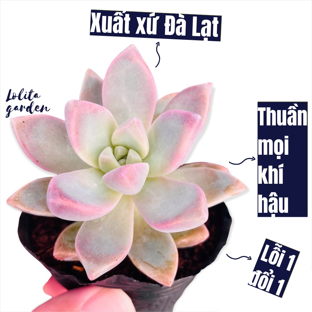 SEN ĐÁ PINK GEM SIZE BÉ, HÀNG ĐÀ LẠT, SIÊU XINH SIÊU KHỎE, LỖI 1 ĐỔI 1