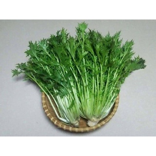 300h hạt giống cải ngọt nhật mibuna