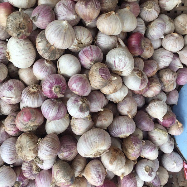 |1 KG| - Tỏi Cô Đơn - Tỏi 1 củ - to mẩy - Hàng Tuyển Xuất khẩu