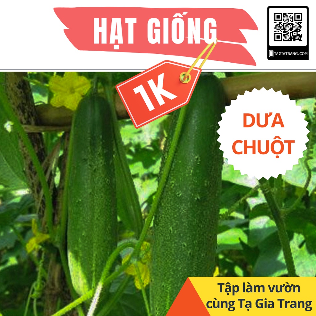 Deal 1K - 2 Hạt giống Dưa chuột nếp F1 - Tập làm vườn cùng Tạ Gia Trang