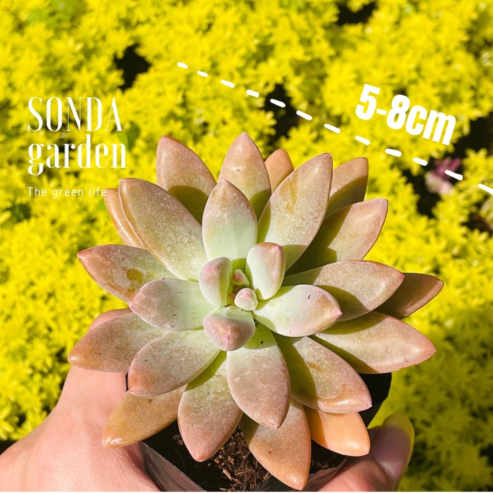 Sen đá pha lê tím SONDA GARDEN size bé 5-8cm, xuất xứ Đà Lạt, khoẻ đẹp, lỗi 1 đổi 1