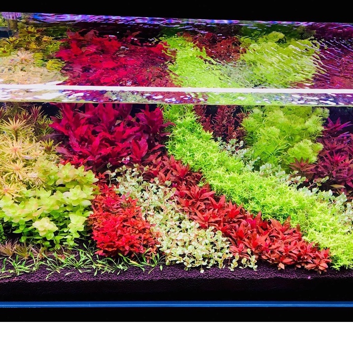 Đèn LED máng WRGB MÀU - TRẮNG cho hồ cá thủy sinh mini (38-45cm)