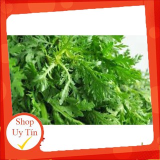 - HẠT GIỐNG TẦN Ô (CẢI CÚC) chất lượng.