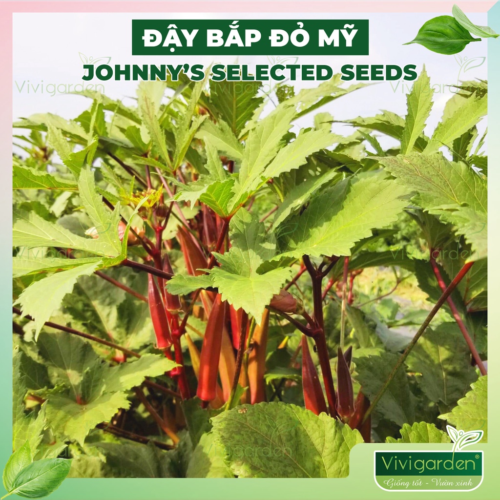 Hạt giống đậu bắp đỏ F1 Mỹ Johny Seed dễ trồng hũ 2gr ~ 30 hạt