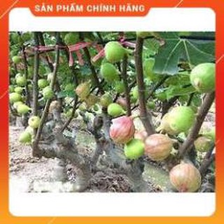 HẠT GIỐNG SUNG MỸ GÓI 10 HẠT