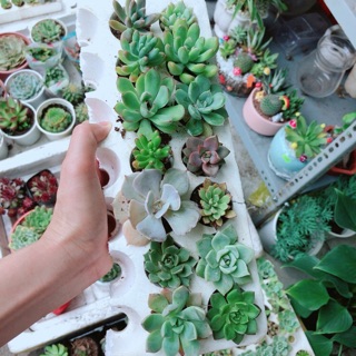 Combo 14 cây sen vỉ