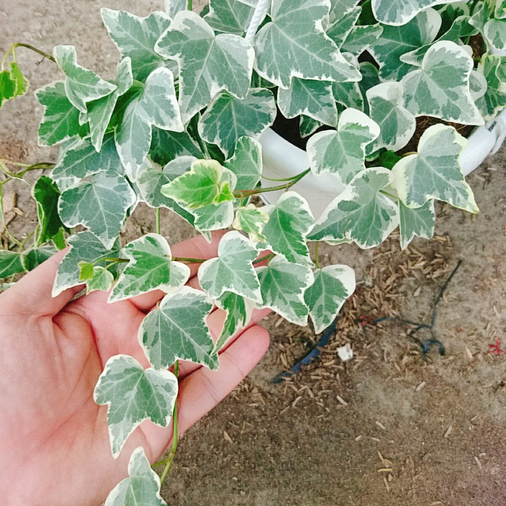 Cây Thường Xuân - cây cảnh sân vườn